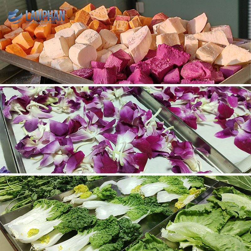 Vacuümvriesdroger Vriesdroger Machine voor Vlees Huisdierenvoer Vriesdroger voor Fruit